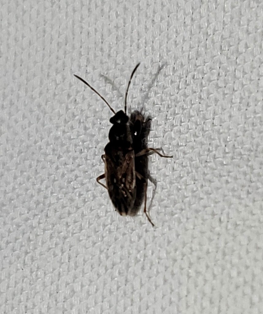 Texas Seed Insect Pale-spotted Seed Bug from Kinney County, TX, USA on April 12, 2026 at ...