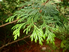 Thuja standishii