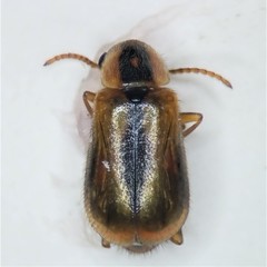 Attalus scincetus