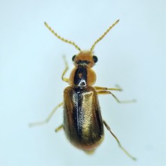 Attalus scincetus