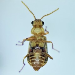 Attalus scincetus