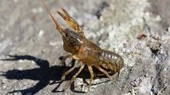 Cambarus bartonii cavatus