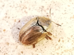 Hypocassida