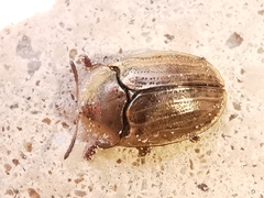 Hypocassida