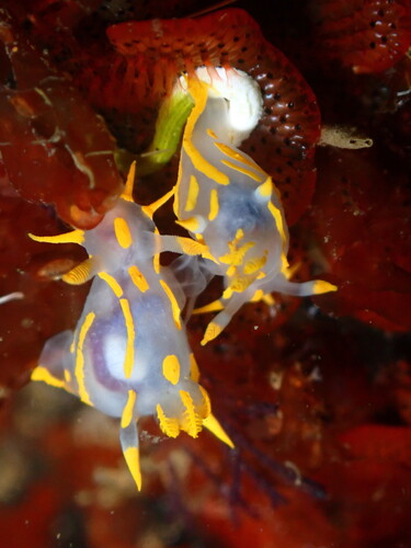 Polycera quadrilineata