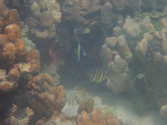 Chaetodon octofasciatus