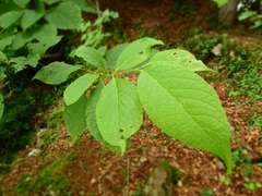 Pterostyrax