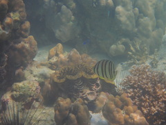 Chaetodon octofasciatus