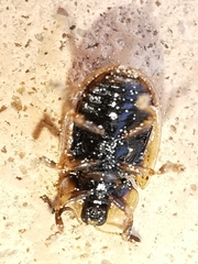 Hypocassida