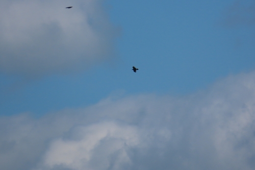 Common Raven