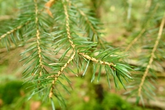 Picea alcoquiana