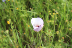 Calochortus catalinae