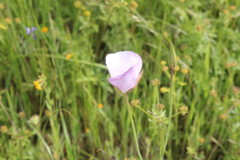 Calochortus catalinae