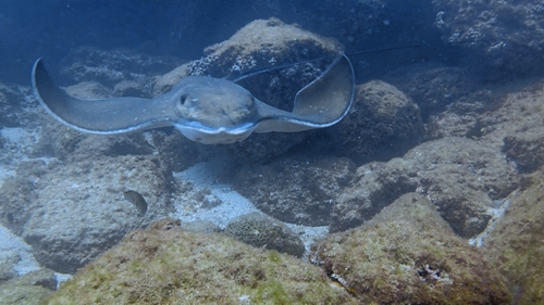 Myliobatis freminvillei