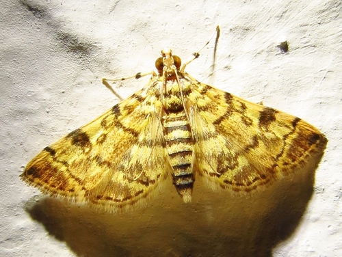 Checkered Apogeshna Moth photo 4