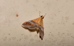 Tetracona amathealis