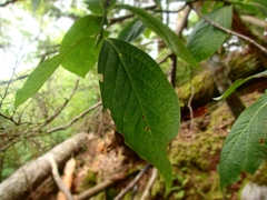 Euonymus macropterus