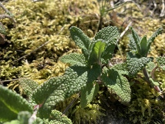 Teucrium scorodonia