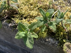 Teucrium scorodonia