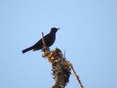 Turdus infuscatus