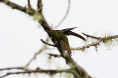 Chalcostigma ruficeps