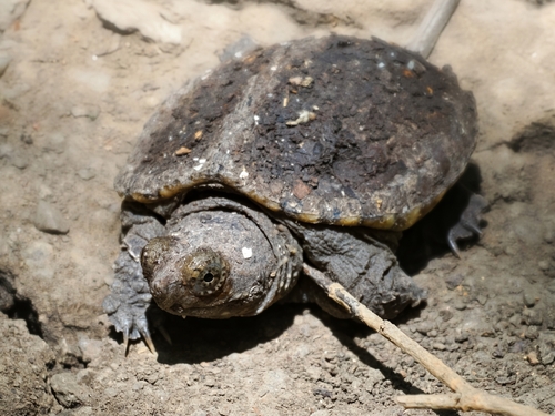 Featured image for “Common Snapping Turtle”
