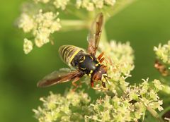 Spilomyia diophthalma