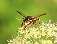 Spilomyia diophthalma