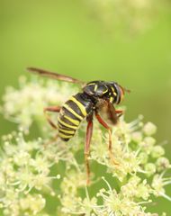 Spilomyia diophthalma