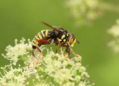 Spilomyia diophthalma