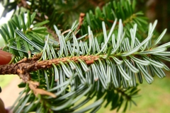 Abies homolepis