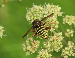 Spilomyia diophthalma