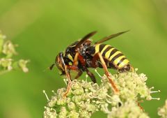 Spilomyia diophthalma