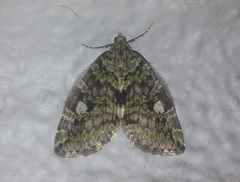 Hydriomena nubilofasciata