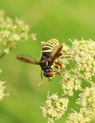Spilomyia diophthalma