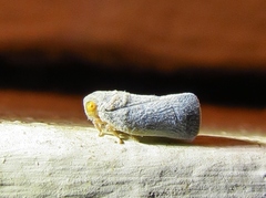 Antillormenis