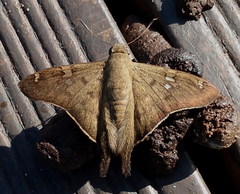 Ectomis octomaculata