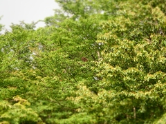 Macaca fuscata fuscata