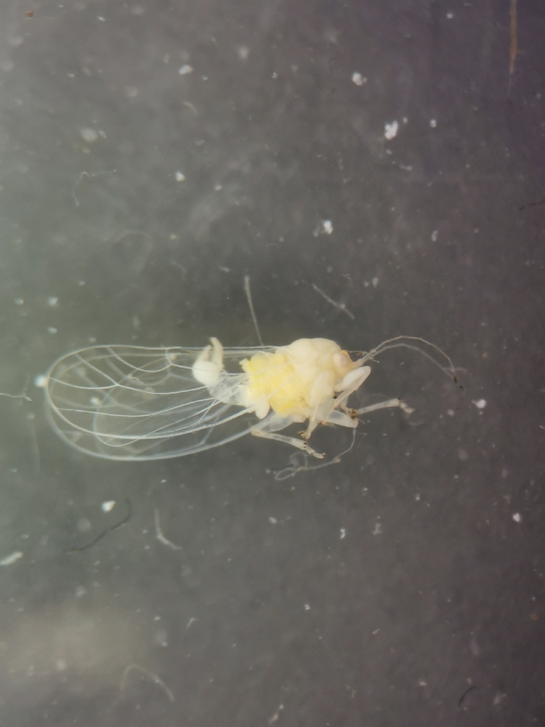 Cacopsylla viburni