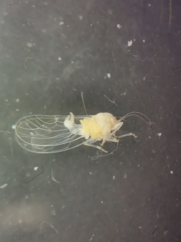 Cacopsylla viburni