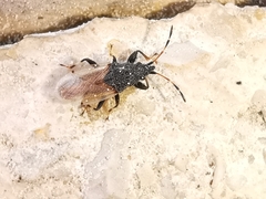 Oxycarenus hyalinipennis