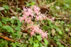 Filipendula multijuga