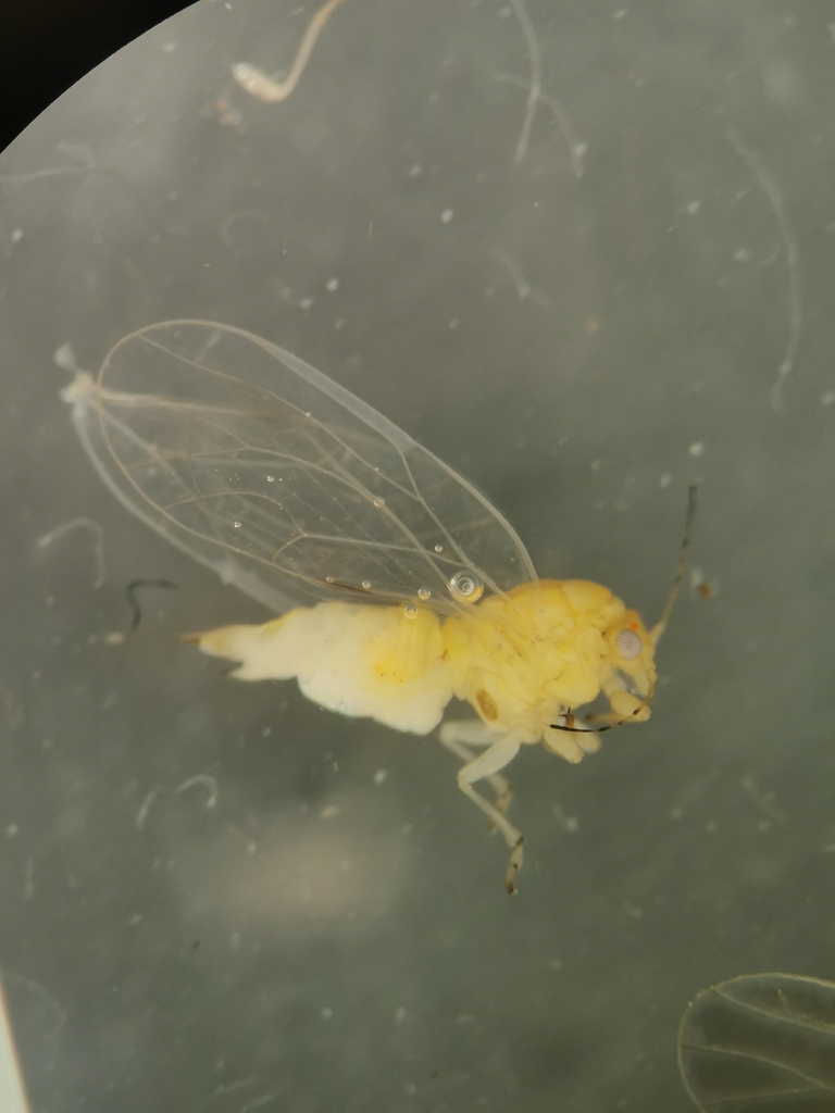 Cacopsylla affinis