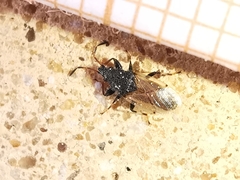 Oxycarenus hyalinipennis