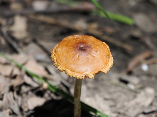 Featured image for “Chestnut Dapperling”