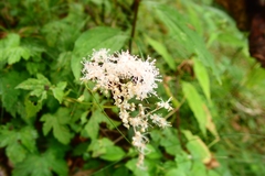 Filipendula multijuga