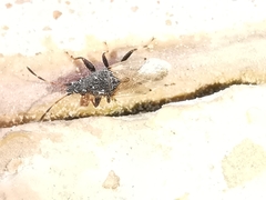 Oxycarenus hyalinipennis