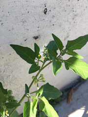 Solanum nigrum