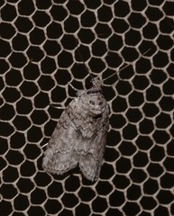 Nycteola polycyma
