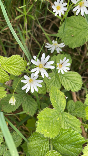 greater stitchwort